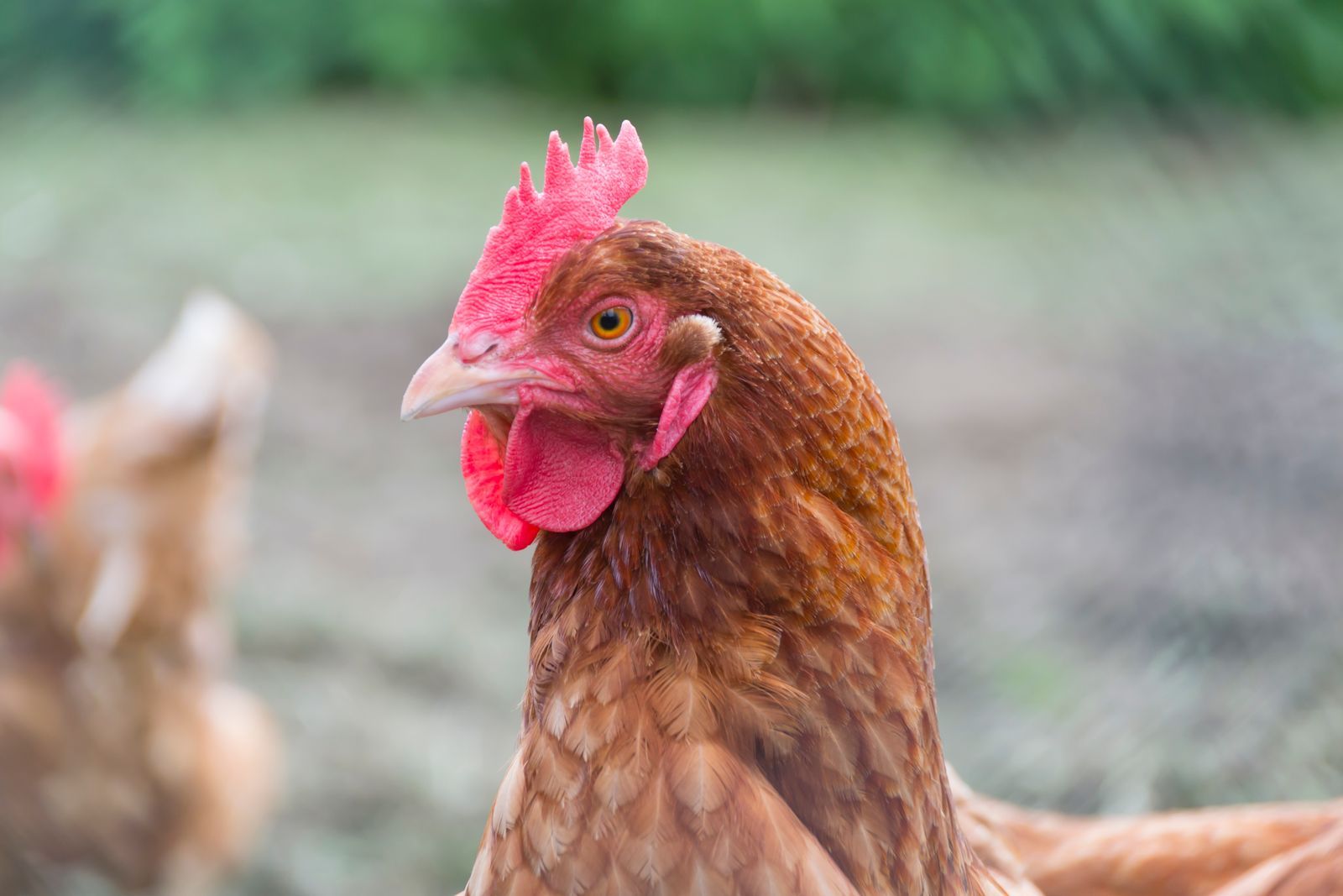 Poules et basse-cour