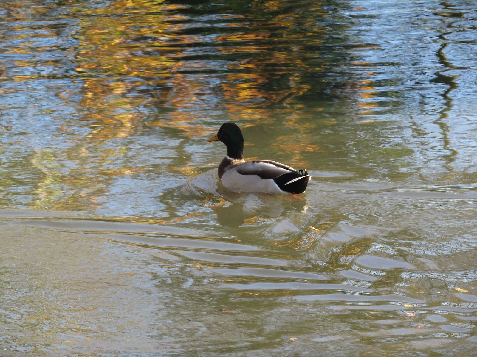 Canards et oies