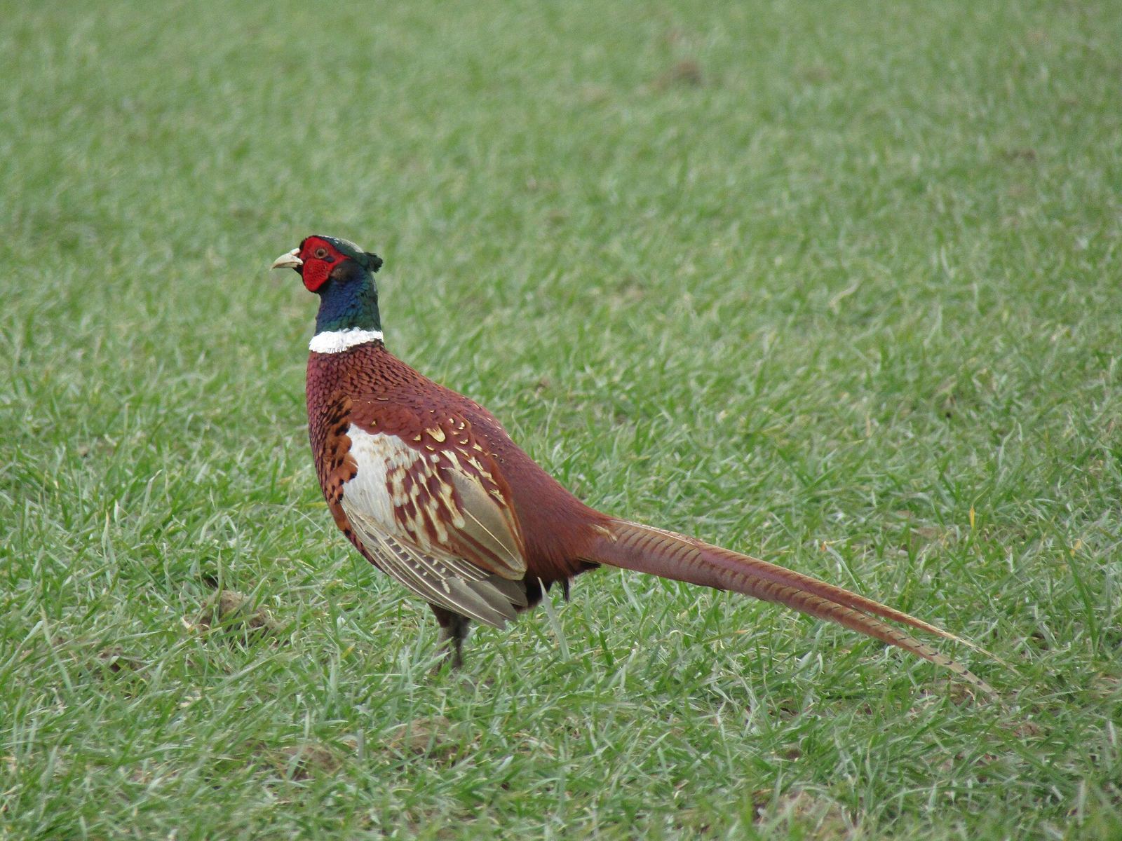 Gibier à plumes