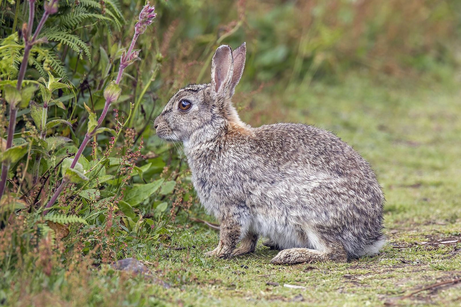 Lapins et clapier